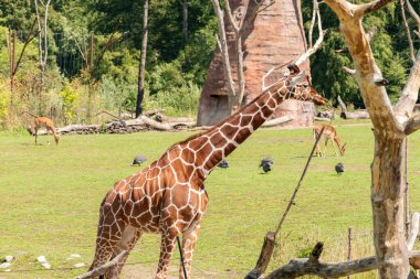 Zürih, İsviçre, 3 Ağustos 2023 Zürafa ya da Giraffa Reticulata güneşli bir günde hayvanat bahçesinde geziniyor.