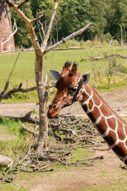 Zürih, İsviçre, 3 Ağustos 2023 Zürafa ya da Giraffa Reticulata güneşli bir günde hayvanat bahçesinde geziniyor.