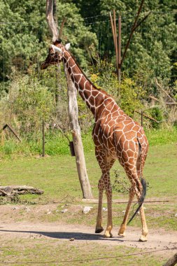 Zürih, İsviçre, 3 Ağustos 2023 Zürafa ya da Giraffa Reticulata güneşli bir günde hayvanat bahçesinde geziniyor.