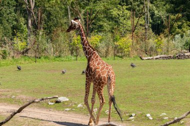 Zürih, İsviçre, 3 Ağustos 2023 Zürafa ya da Giraffa Reticulata güneşli bir günde hayvanat bahçesinde geziniyor.