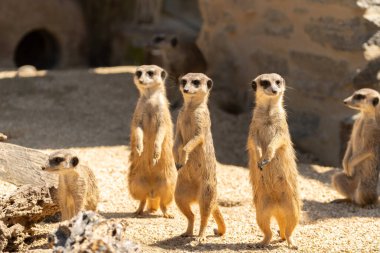 Zürih, İsviçre, 3 Ağustos 2023 Meerkat ya da Suricata Suricatta Güneşli bir günde hayvanat bahçesinde