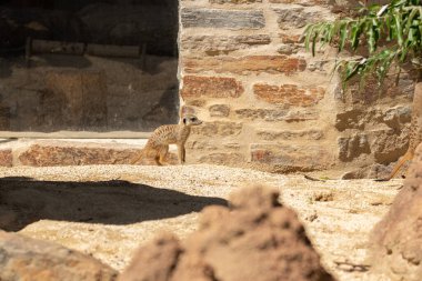 Zürih, İsviçre, 3 Ağustos 2023 Meerkat ya da Suricata Suricatta Güneşli bir günde hayvanat bahçesinde