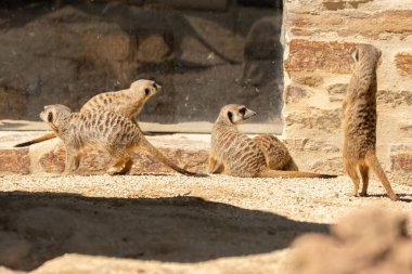 Zürih, İsviçre, 3 Ağustos 2023 Meerkat ya da Suricata Suricatta Güneşli bir günde hayvanat bahçesinde
