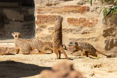 Zürih, İsviçre, 3 Ağustos 2023 Meerkat ya da Suricata Suricatta Güneşli bir günde hayvanat bahçesinde