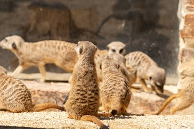 Zürih, İsviçre, 3 Ağustos 2023 Meerkat ya da Suricata Suricatta Güneşli bir günde hayvanat bahçesinde