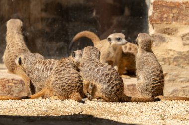 Zürih, İsviçre, 3 Ağustos 2023 Meerkat ya da Suricata Suricatta Güneşli bir günde hayvanat bahçesinde