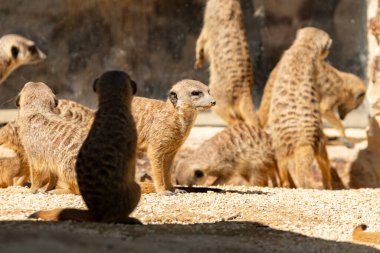 Zürih, İsviçre, 3 Ağustos 2023 Meerkat ya da Suricata Suricatta Güneşli bir günde hayvanat bahçesinde