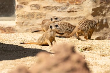 Zürih, İsviçre, 3 Ağustos 2023 Meerkat ya da Suricata Suricatta Güneşli bir günde hayvanat bahçesinde