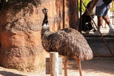Zürih, İsviçre, 3 Ağustos 2023 Emu veya Dromaius Novaehollandiae, güneşli bir günde hayvanat bahçesinde