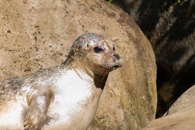 Zürih, İsviçre, 3 Ağustos 2023 Liman Mührü veya Foca Vitulina Vitulina, güneşli bir günde hayvanat bahçesinde