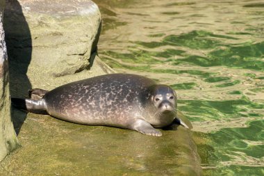 Zürih, İsviçre, 3 Ağustos 2023 Liman Mührü veya Foca Vitulina Vitulina, güneşli bir günde hayvanat bahçesinde
