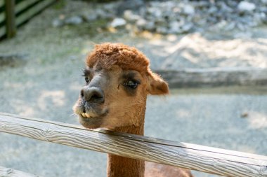 Zürih, İsviçre, 3 Ağustos 2023 Alpaca veya Vicugna Pacos hayvanat bahçesinde yüzünde komik bir gülümsemeyle.