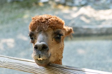 Zürih, İsviçre, 3 Ağustos 2023 Alpaca veya Vicugna Pacos hayvanat bahçesinde yüzünde komik bir gülümsemeyle.