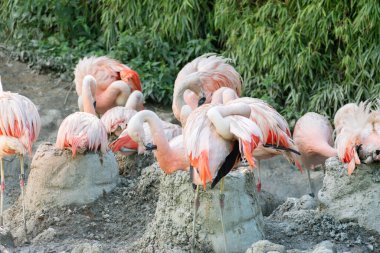 Zürih, İsviçre, 3 Ağustos 2023 Şili Flamingosu veya Phoenicopterus Chilensis, güneşli bir günde hayvanat bahçesinde