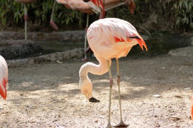 Zürih, İsviçre, 3 Ağustos 2023 Şili Flamingosu veya Phoenicopterus Chilensis, güneşli bir günde hayvanat bahçesinde