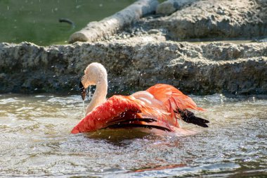 Zürih, İsviçre, 3 Ağustos 2023 Şili Flamingosu veya Phoenicopterus Chilensis hayvanat bahçesinde banyo yapıyor.