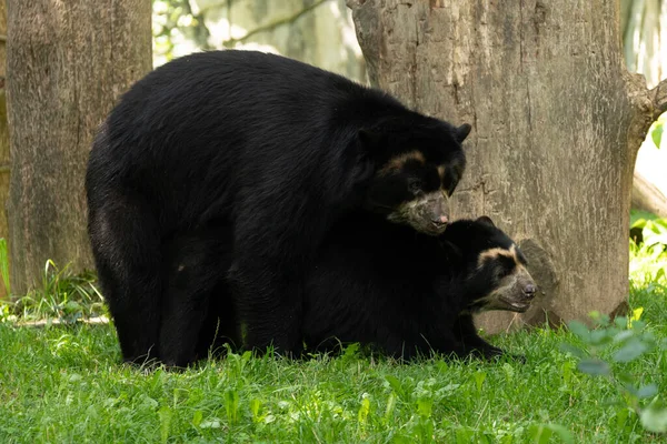 チューリッヒ スイス 2023年8月3日 動物園でセックスをしている2頭のクマまたはトレマルクトス オルタナス — ストック写真
