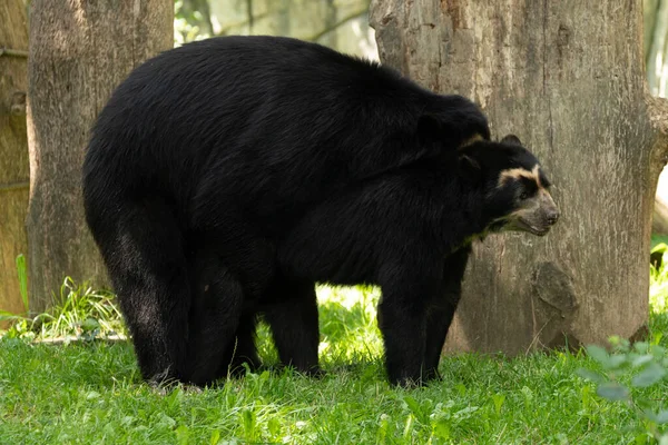 Zurych Szwajcaria Sierpnia 2023 Dwa Spektakularne Niedźwiedzie Lub Tremarctos Ornatus — Zdjęcie stockowe