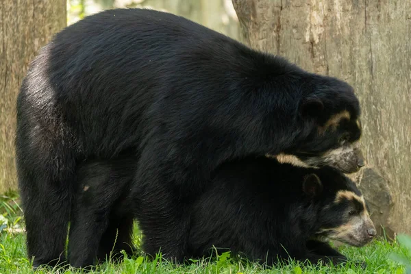 Zurich Swiss Agustus 2023 Dua Beruang Berkacamata Atau Tremarctos Ornatus — Stok Foto