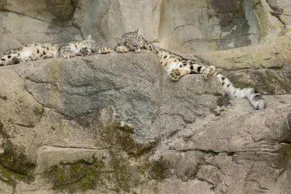Ζυρίχη Ελβετία Αυγούστου 2023 Snow Leopard Panthera Unica Χαλαρώνει Στους — Φωτογραφία Αρχείου