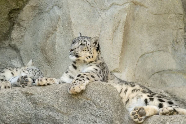 Ζυρίχη Ελβετία Αυγούστου 2023 Snow Leopard Panthera Unica Χαλαρώνει Στους — Φωτογραφία Αρχείου