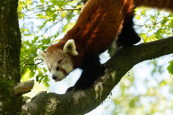 Zurich Suisse Août 2023 Panda Rouge Ailurus Fulgens Fulgens Par — Photo