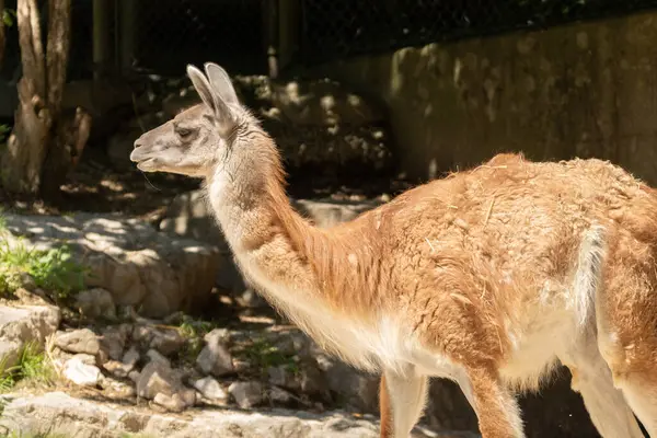 Zürih, İsviçre, 3 Ağustos 2023 Guanaco veya Lama Guanicoe güneşli bir günde hayvanat bahçesinde