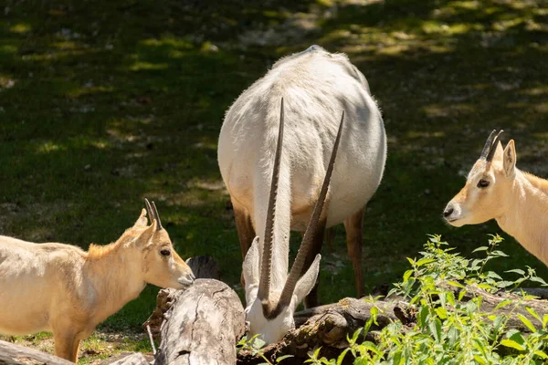 Zurich Suisse Août 2023 Arabe Oryx Oryx Leucoryx Avec Jeune — Photo