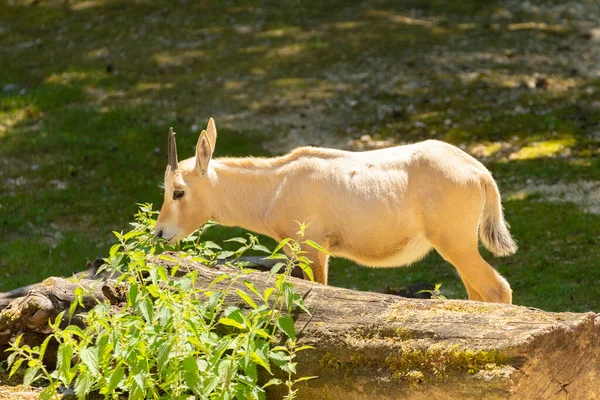 Zürih Sviçre Ağustos 2023 Hayvanat Bahçesindeki Sevimli Genç Arap Antilobu — Stok fotoğraf