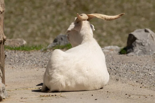 Zurique Suíça Agosto 2023 Cashmere Goat Capra Aegagrus Hircus Está — Fotografia de Stock