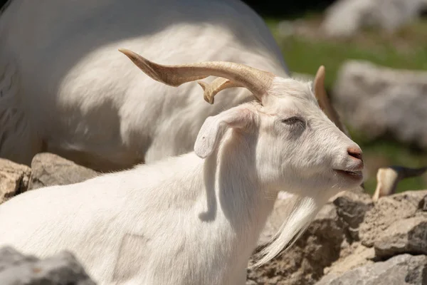 Zurich Switzerland August 2023 Cashmere Goat Capra Aegagrus Hircus Relaxing — Stock Photo, Image