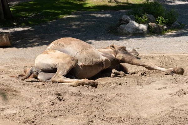 Zürih Sviçre Ağustos 2023 Vahşi Bactrian Deve Veya Camelus Ferus — Stok fotoğraf