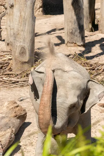Zürih Sviçre Ağustos 2023 Asya Fili Veya Elephas Maximus Sıcaktan — Stok fotoğraf
