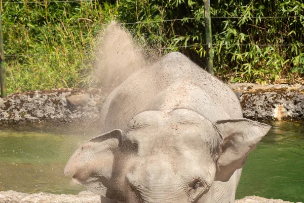Zürih Sviçre Ağustos 2023 Asya Fili Veya Elephas Maximus Sıcaktan — Stok fotoğraf