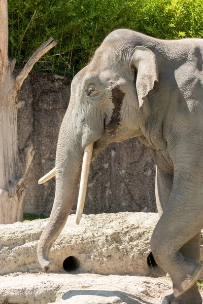 Zurique Suíça Agosto 2023 Elefante Asiático Elephas Maximus Dia Ensolarado — Fotografia de Stock