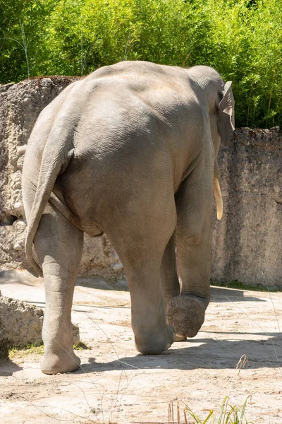 Zürih Sviçre Ağustos 2023 Asyalı Fil Veya Elephas Maximus Güneşli — Stok fotoğraf
