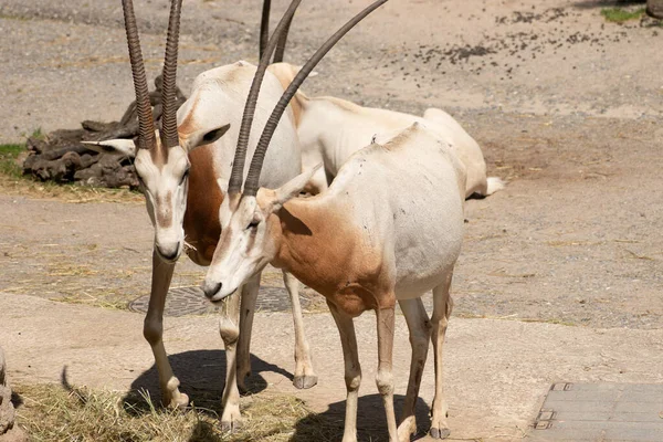 Zürich Schweiz August 2023 Arabischer Oryx Oder Oryx Leucoryx Einem — Stockfoto