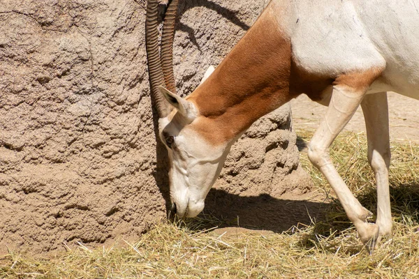 Zürich Schweiz August 2023 Arabischer Oryx Oder Oryx Leucoryx Einem — Stockfoto