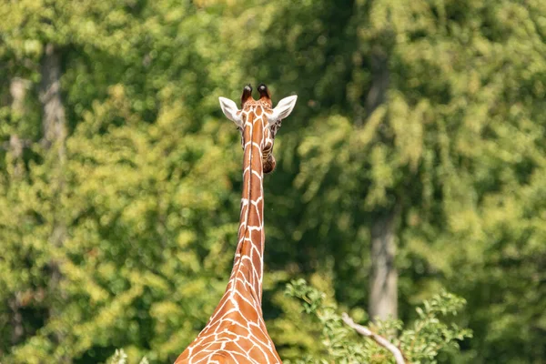 Zurich Switzerland August 2023 Reticulated Giraffe Giraffa Reticulata Walking Sunny — Stock Photo, Image