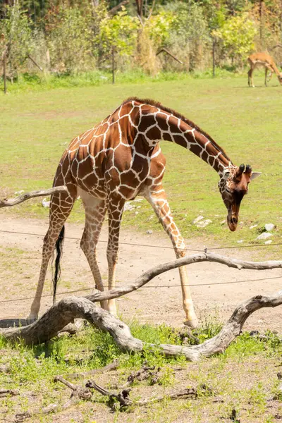취리히 스위스 2023년 Reticulated Giraffe Giraffa Reticulata는 동물원에서 산책하고 있습니다 — 스톡 사진