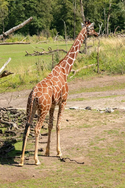 Zürich Zwitserland Augustus 2023 Reticulated Giraffe Giraffa Reticulata Loopt Rond — Stockfoto