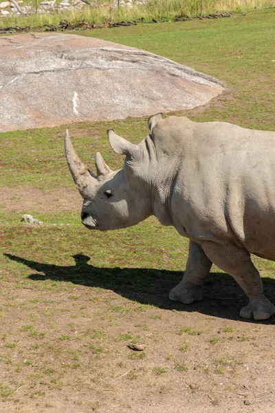 Zurich Suisse Août 2023 Rhinocéros Blanc Sud Ceratotherium Simum Simum — Photo