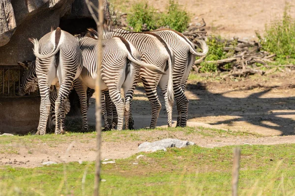 취리히 스위스 2023년 동물원에서 화창한 Grevis Zebra Equus Grevyi — 스톡 사진