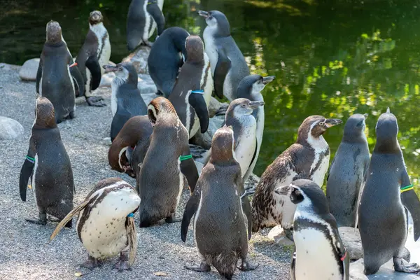 Zurich Switzerland August 2023 Humboldt Penguins Spheniscus Humboldti Sunny Day — Stock Photo, Image