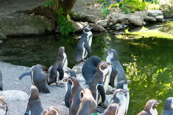 취리히 스위스 2023년 동물원에서 화창한 Humboldt Penguins Spheniscus Humboldti — 스톡 사진
