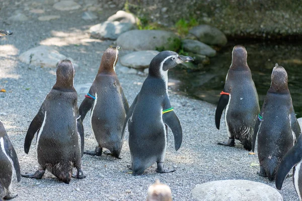 Zurych Szwajcaria Sierpnia 2023 Humboldt Penguins Lub Spheniscus Humboldti Słoneczny — Zdjęcie stockowe
