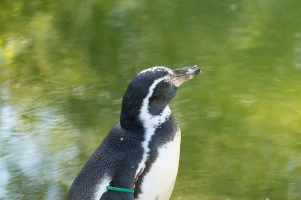 Zurique Suíça Agosto 2023 Pinguins Humboldt Spheniscus Humboldti Dia Ensolarado — Fotografia de Stock