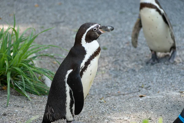 チューリッヒ スイス 2023 フンボルトペンギンやスフェニスカスフンボルチ動物園で晴れた日に — ストック写真