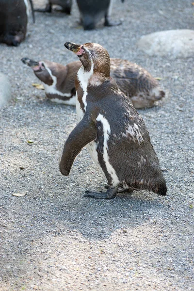 Zurich Suisse Août 2023 Humboldt Penguins Spheniscus Humboldti Par Une — Photo