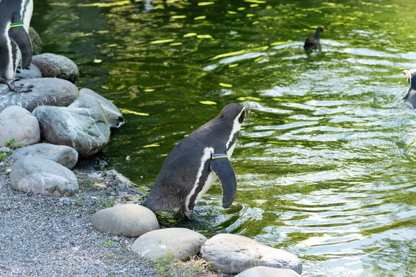 Zürich Schweiz August 2023 Humboldt Pinguine Oder Spheniscus Humboldti Einem — Stockfoto